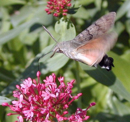 Adult Macroglossum stellatarum hovering at Centranthus flowers, Wien, Austria. Photo: &copy; Erich Mangl.