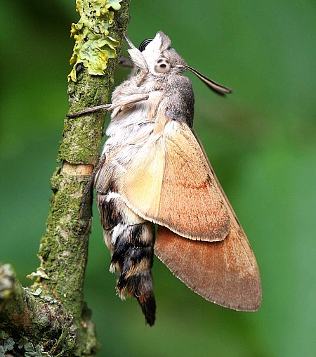 Adult Macroglossum stellatarum expanding wings, Laplume, France. Photo: &copy; Jean Haxaire.