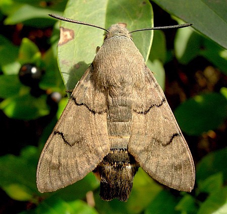 Adult Macroglossum stellatarum at rest, England, UK. Photo: &copy; Tony Pittaway.