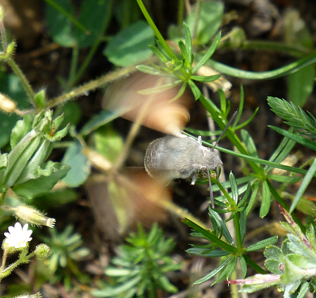 Female Macroglossum stellatarum ovipositing, Mount Chelmos area, Peloponnese, Greece, 22.vi.2014. Photo: &copy; Tony Pittaway.