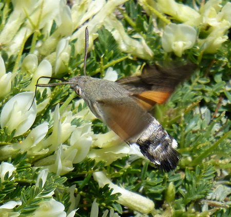 Female Macroglossum stellatarum nectaring, Mount Chelmos area, Peloponnese, Greece, 26.vi.2014. Photo: &copy; Tony Pittaway.