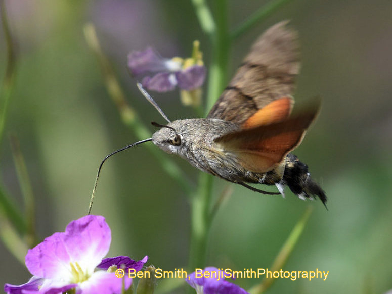 Macroglossum stellatarum nectaring, Puente Hills (Whittier or Haceinda Heights), Los Angeles County, California, USA, 17.iv.2017. Photo: &copy; Ben Smith, BenjiSmithPhotography.