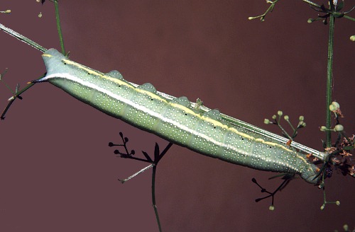Normal larval form of Macroglossum stellatarum, England. Photo: &copy; Tony Pittaway.