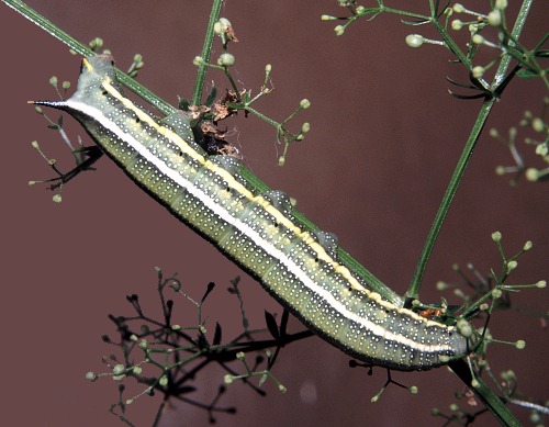 Grey larval form of Macroglossum stellatarum, England. Photo: &copy; Tony Pittaway.