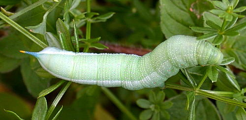 Poorly marked larval form of Macroglossum stellatarum, Cornwall, England. Photo: &copy; Leon Truscott.