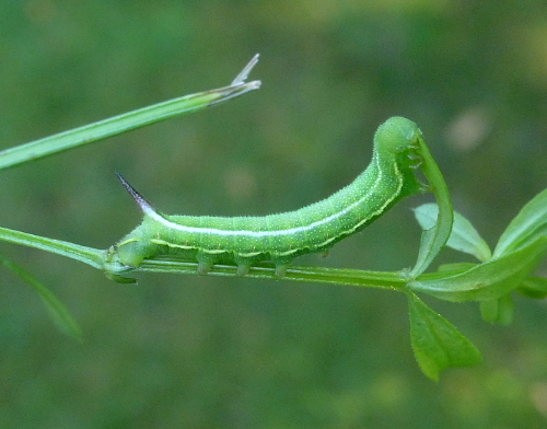 Early fourth instar larva of Macroglossum stellatarum, Cholsey Oxfordshire, England, vii.2019. Photo: &copy; Tony Pittaway.