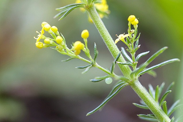Egg of Macroglossum stellatarum, Anso Valley, Pyrenees, Spain. Photo: &copy; Frank Deschandol.