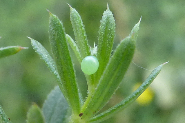 Egg of Macroglossum stellatarum, Mount Chelmos area, Peloponnese, Greece, 22.vi.2014. Photo: &copy; Tony Pittaway.