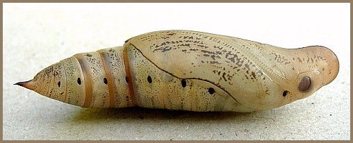 Pupa of Macroglossum stellatarum (lateral view), England. Photo: &copy; Tony Pittaway.