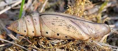 Pupa of Macroglossum stellatarum, France. Photo: &copy; Jean Haxaire.