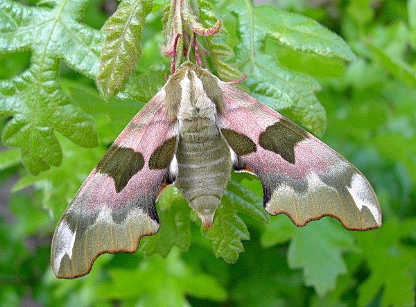 Female Mimas tiliae tiliae, Oxfordshire, England. Photo: &copy; Tony Pittaway.