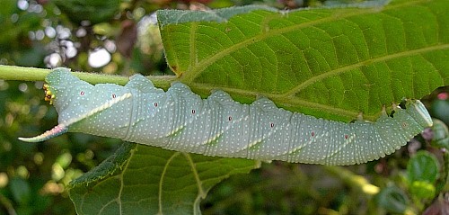 Full grown final instar larva of Mimas tiliae tiliae, England. Photo: &copy; Tony Pittaway.