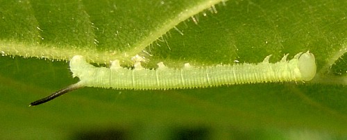 First instar larva of Mimas tiliae tiliae, England. Photo: &copy; Tony Pittaway.