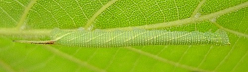 Second instar larva of Mimas tiliae tiliae, England. Photo: &copy; Tony Pittaway.