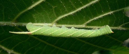 Third instar larva of Mimas tiliae tiliae, England. Photo: &copy; Tony Pittaway.
