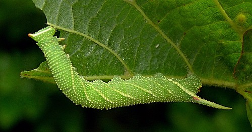 Fourth instar larva of Mimas tiliae tiliae, England. Photo: &copy; Tony Pittaway.