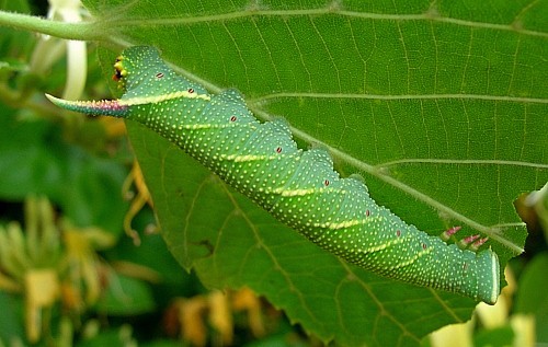 Part grown final instar larva of Mimas tiliae tiliae, England. Photo: &copy; Tony Pittaway.