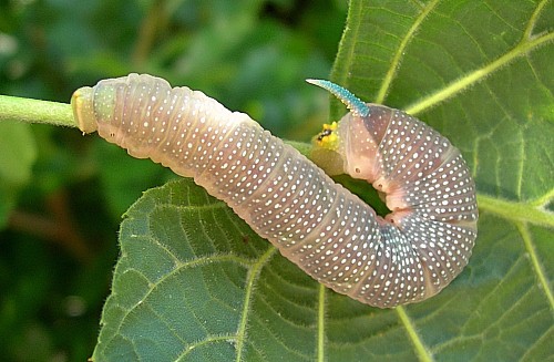 Pre-pupation final instar larva of Mimas tiliae tiliae, England. Photo: &copy; Tony Pittaway.