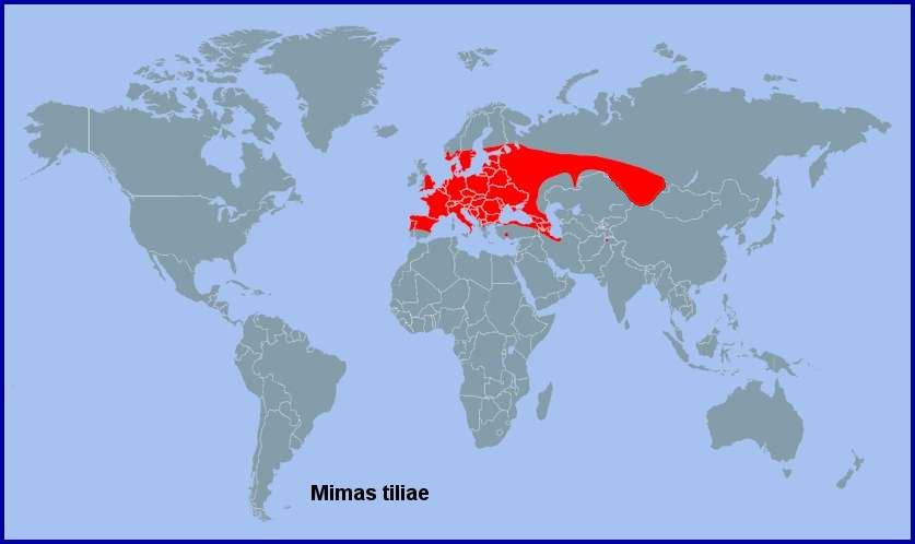 Global distribution of Mimas tiliae. Map: &copy; Tony Pittaway.