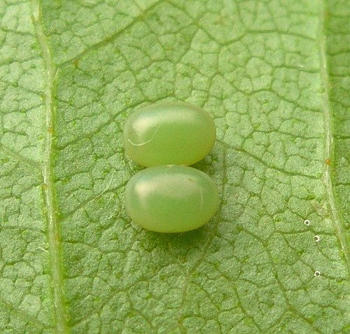 Eggs of Mimas tiliae tiliae, Oxfordshire, England. Photo: &copy; Tony Pittaway.