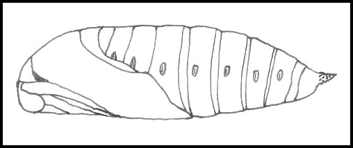 Pupa of Mimas tiliae tiliae, England. Image: &copy; Tony Pittaway.