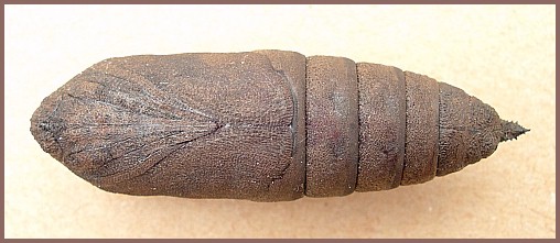 Pupa of Mimas tiliae tiliae, England. Image: &copy; Tony Pittaway.