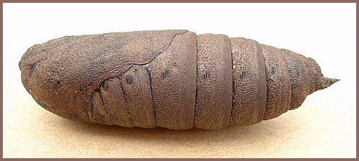 Pupa of Mimas tiliae tiliae, England. Image: &copy; Tony Pittaway.