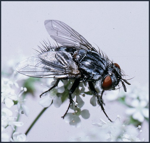 Adult of Masicera sphingivora, Germany. Photo: &copy; Tony Pittaway.