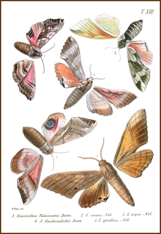 A plate from M�n�tri�s, 1857.