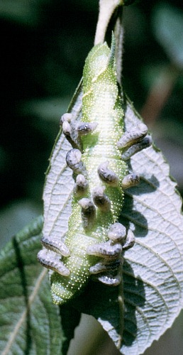 Larvae of Microplitis ocellatae emerging from a larva of Smerinthus ocellatus ocellatus, Oxfordshire, England. Photo: &copy; Tony Pittaway.