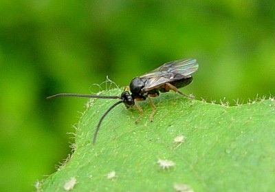 Adult Microplitis ocellatae, England. Photo: &copy; Tony Pittaway.