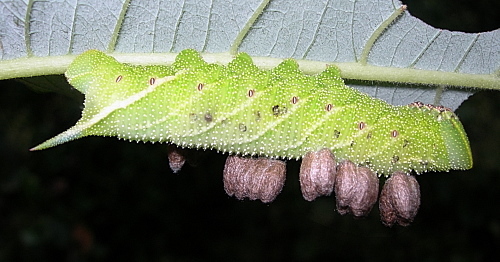 Cocoons of Microplitis ocellatae on a larva of Smerinthus ocellatus ocellatus, Oxfordshire, England. Photo: &copy; Tony Pittaway.