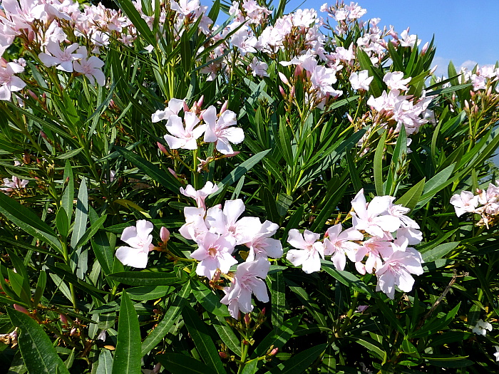Nerium oleander, the main host of Daphnis nerii, Greece. Photo: &copy; Tony Pittaway.