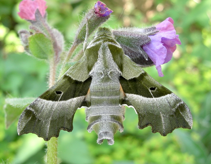 Adult Proserpinus proserpina, Catalonia, Spain. Photo: &copy; Tony Pittaway.
