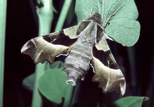 Adult Proserpinus proserpina, southern France. Photo: &copy; Tony Pittaway.