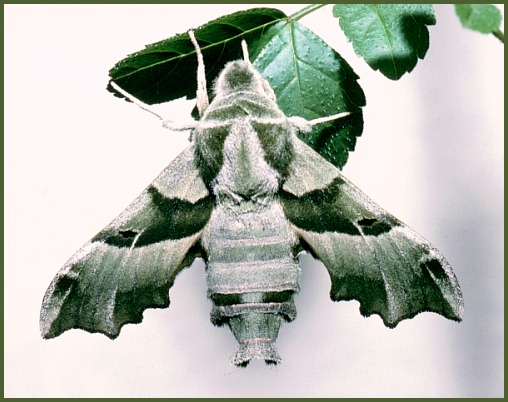 Adult Proserpinus proserpina, Morocco. Photo: &copy; Tony Pittaway.