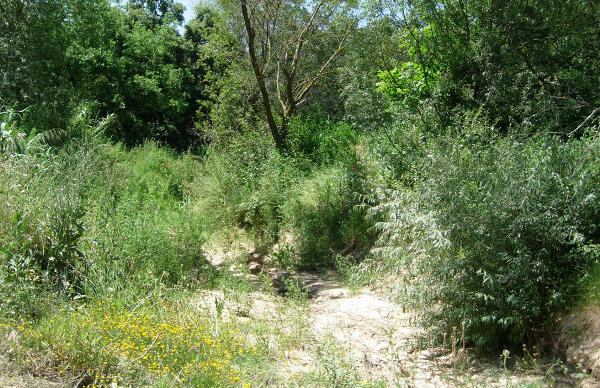Typical riverine habitat of Proserpinus proserpina, Catalonia, Spain. Photo: &copy; Ben Trott.
