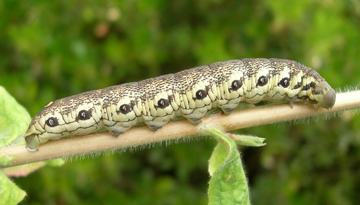 Full-grown brown form larva of Proserpinus proserpina, Catalonia, Spain. Photo: &copy; Tony Pittaway.