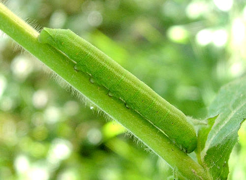 Fourth instar green larva of Proserpinus proserpina, Catalonia, Spain. Photo: &copy; Ben Trott.