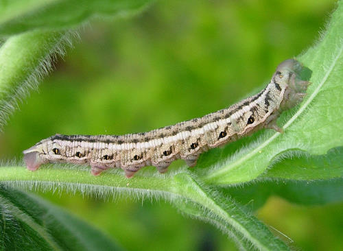 Fourth instar brown larva of Proserpinus proserpina, Catalonia, Spain. Photo: &copy; Ben Trott.