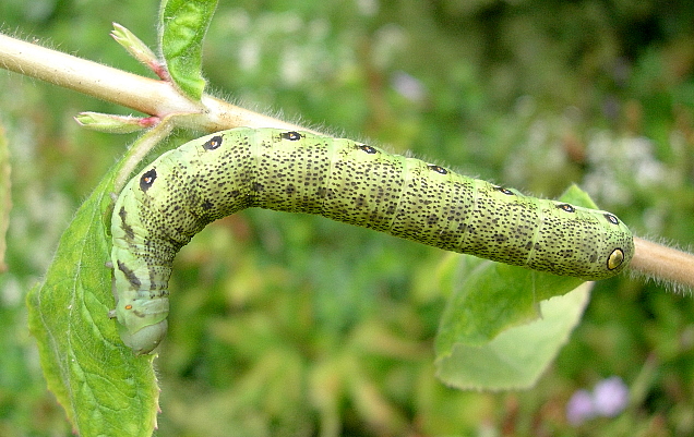 Full-grown green form larva of Proserpinus proserpina, Catalonia, Spain. Photo: &copy; Tony Pittaway.