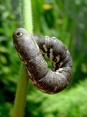 Full-grown brown form larva of Proserpinus proserpina, Catalonia, Spain. Photo: &copy; Ben Trott.