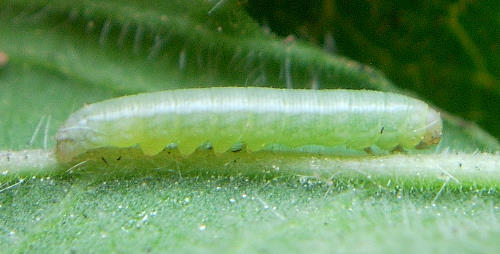 First instar larva of Proserpinus proserpina, Catalonia, Spain. Photo: &copy; Ben Trott.