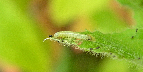 First instar larva of Proserpinus proserpina, Catalonia, Spain. Photo: &copy; Tony Pittaway.