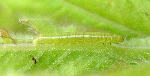 Second instar larva of Proserpinus proserpina (yellow form), Catalonia, Spain. Photo: &copy; Tony Pittaway.