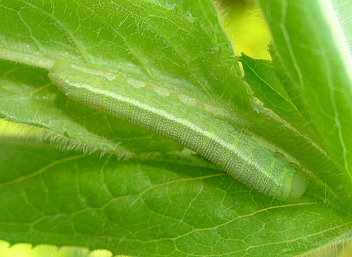 Third instar larva of Proserpinus proserpina, Catalonia, Spain. Photo: &copy; Tony Pittaway.