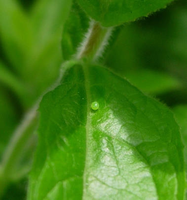 Egg of Proserpinus proserpina, Catalonia, Spain. Photo: &copy; Ben Trott.
