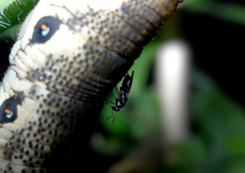 Final instar larva of Proserpinus proserpina being attacked by a Chalcidoid wasp. Photo: &copy; Tony Pittaway.