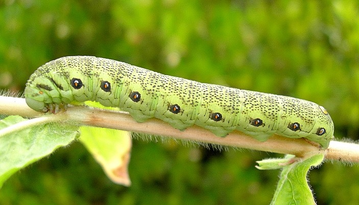 Full-grown green form larva of Proserpinus proserpina, Catalonia, Spain. Photo: &copy; Tony Pittaway.
