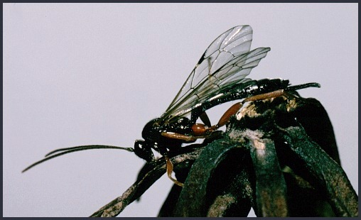 Adult of Pimpla illecebrator, England. Photo: &copy; Tony Pittaway.